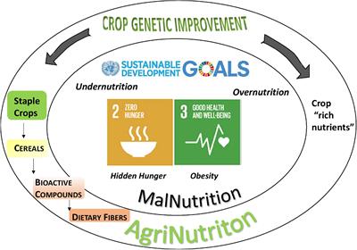 The Triple Jags of Dietary Fibers in Cereals: How Biotechnology Is Longing for High FiberGrains